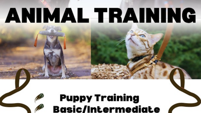 Screenshot-2024-09-06-at-4.38.44-PM